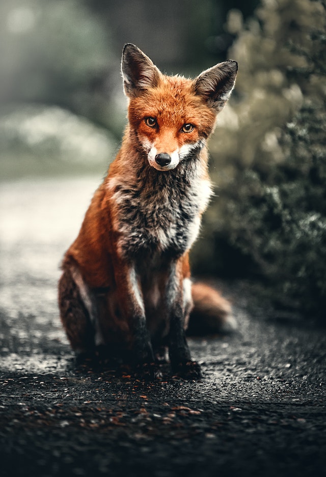 highly sensitive fox